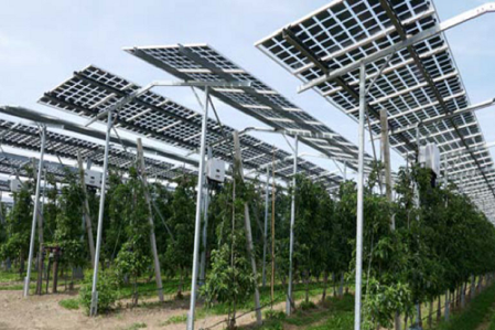 Die Solargerüste können gleichzeitig für die Erzeihun g der Wein- oder Hopfenplanzen genutzt werden