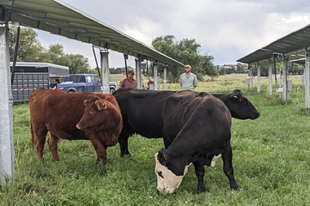 Solarfelder auf Weiden bieten den Tieren Schutzt vor Hitze und Regen und spenden Energie für die Geräte der Bauern (bspw. Weidezaunstrom ohne Akku oder mobile Melkanlagen)